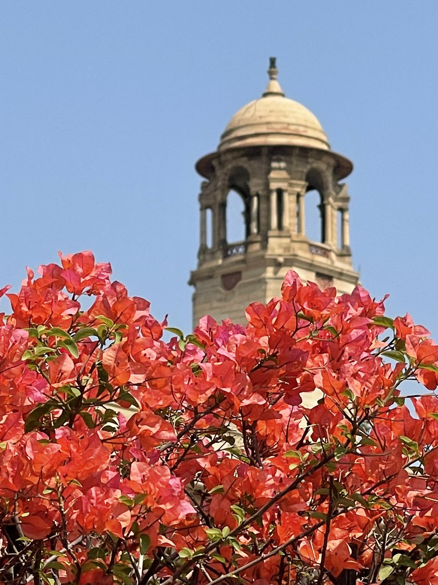 NEETAS11's tweet image. फूलों का गुलदस्ता । #northblock #springindelhi