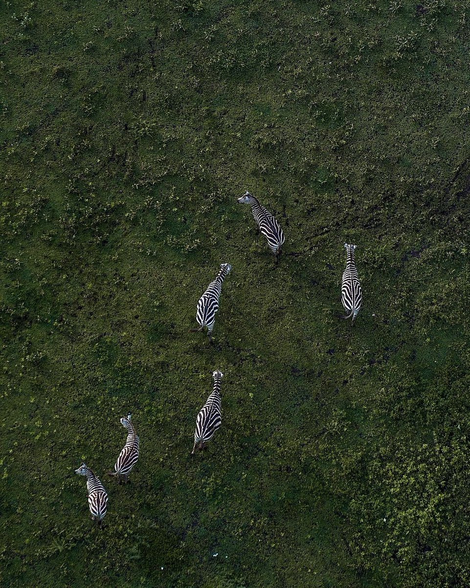 VisitTanzania1's tweet photo. If not Serengeti 🇹🇿, Where else?
Nothing to compare with this amazing destination,Serengeti 🇹🇿 https://t.co/Fe1Q5AMJXT