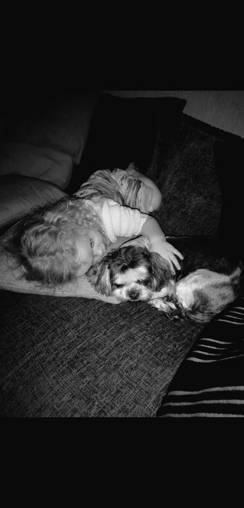 mazdevlin's tweet photo. Just said goodbye to our dog, one of the hardest things we had to do. Will miss her little smelly head and muddy paw prints 🐾 off over the 🌈  she goes. https://t.co/sv2TJLQ9yf