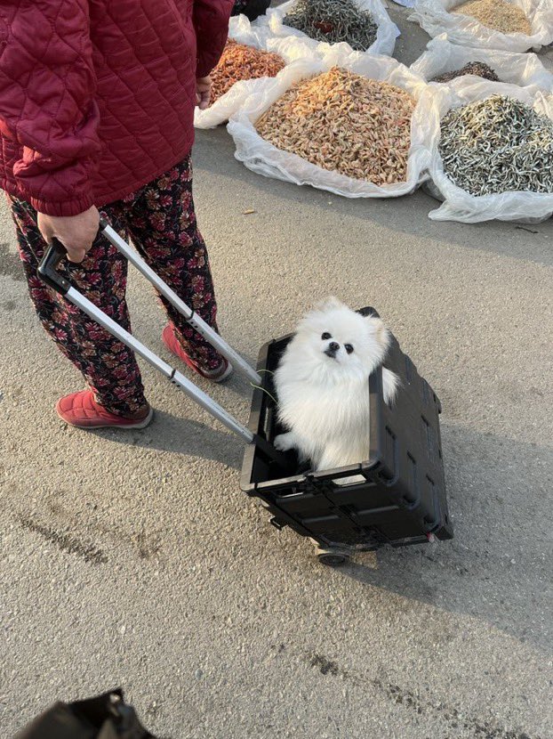 คุณหมากระเป๋า