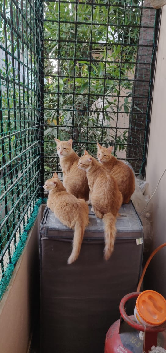 chytunyeah's tweet photo. @Kasturi_Das1 Meanwhile, my cats https://t.co/gMhJwoRtzx