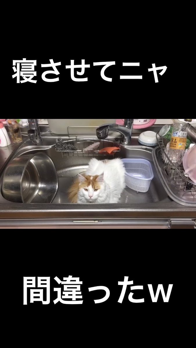 ren_catchannel's tweet photo. くつろぐ場所を間違えた猫【れんちゃんねる】#short https://t.co/oBqvoStaWW @YouTubeより
#モフモフ猫　#猫　#cat https://t.co/BPUC20j2td