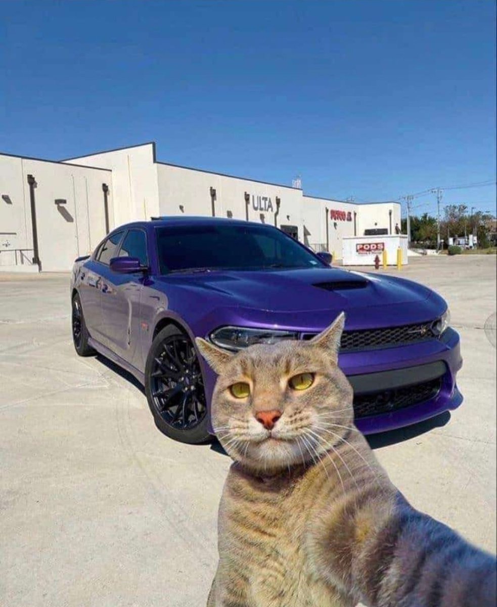 CatsFanus's tweet photo. My New Car 😍 https://t.co/vcZe9bPzIk