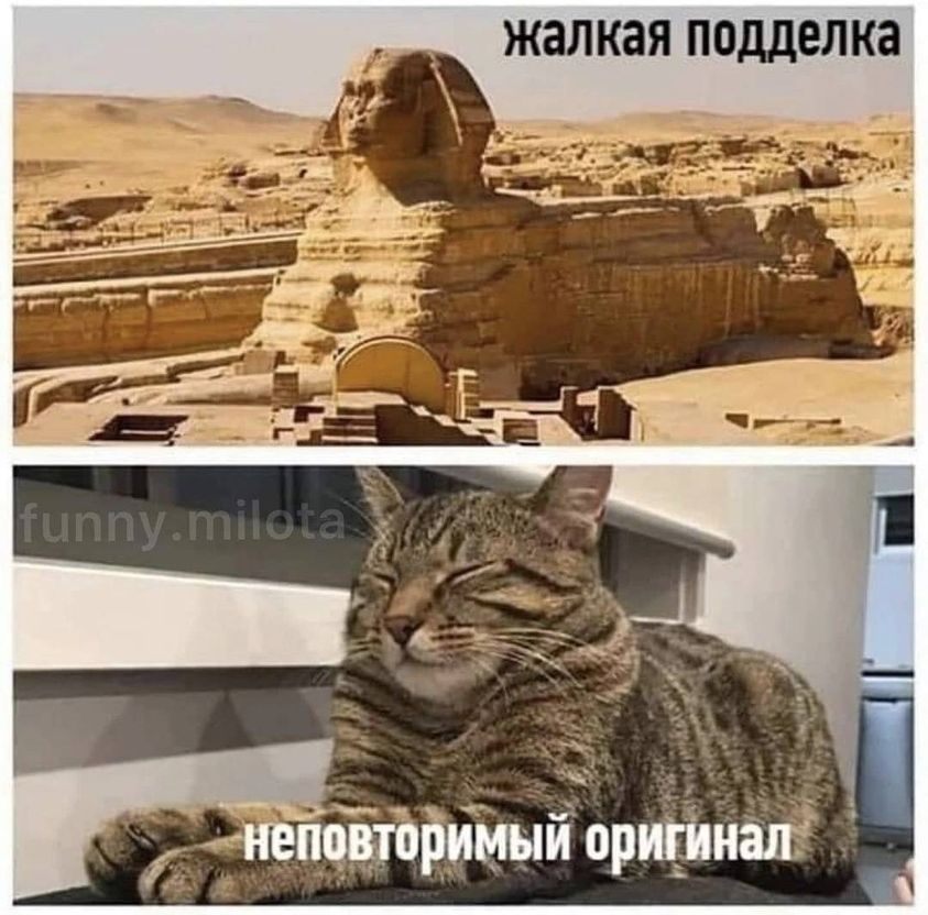 Котяра-Санкт-Петербург-A cat from St. Petersburg tweet media