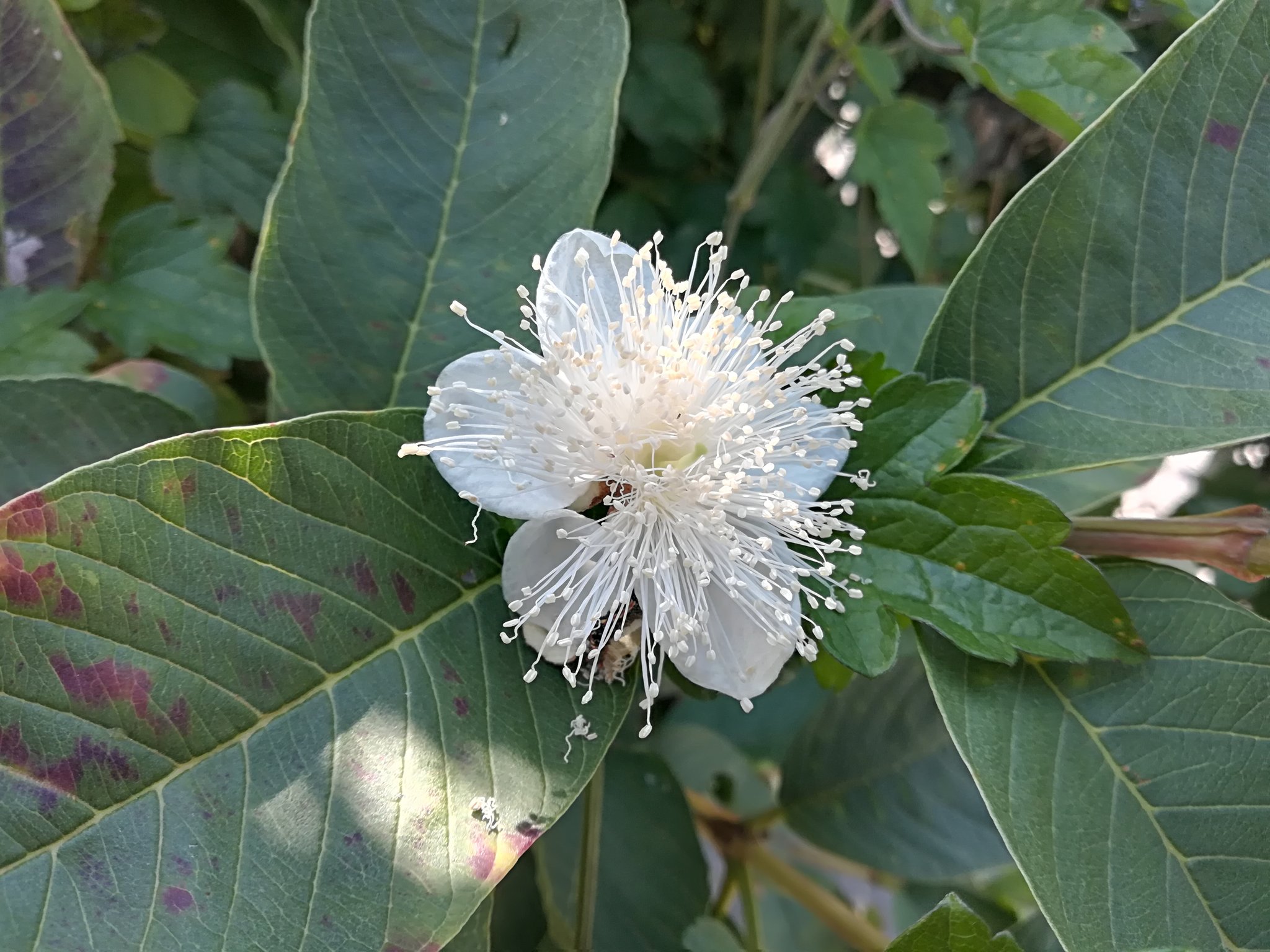 糸満パッションフルーツ生産者チーム グァバの花咲いております 白の花がキレイですね T Co Kp4gxlkicx Twitter