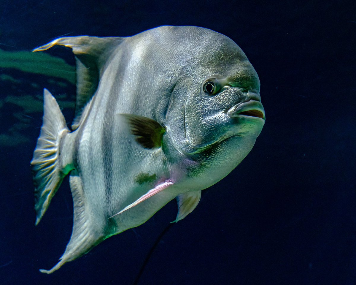 GeofotoF's tweet photo. “Eye On You” Atlantic Spadefish Is
silver-gray to yellowish; disc shaped, nearly as deep as long; sides with 4 – 6 black vertical bars that may fade with age. #spadefish #fishing #OCEAN #oceanfish #sealife #wildlifephotography #fujifilm #NaturePhotography #underwaterphotography https://t.co/2RuphR10Ik