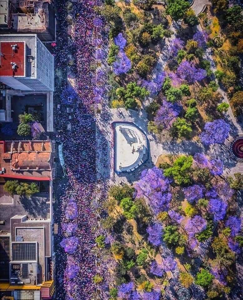 Las jacarandas salen el #8M 💜💚
