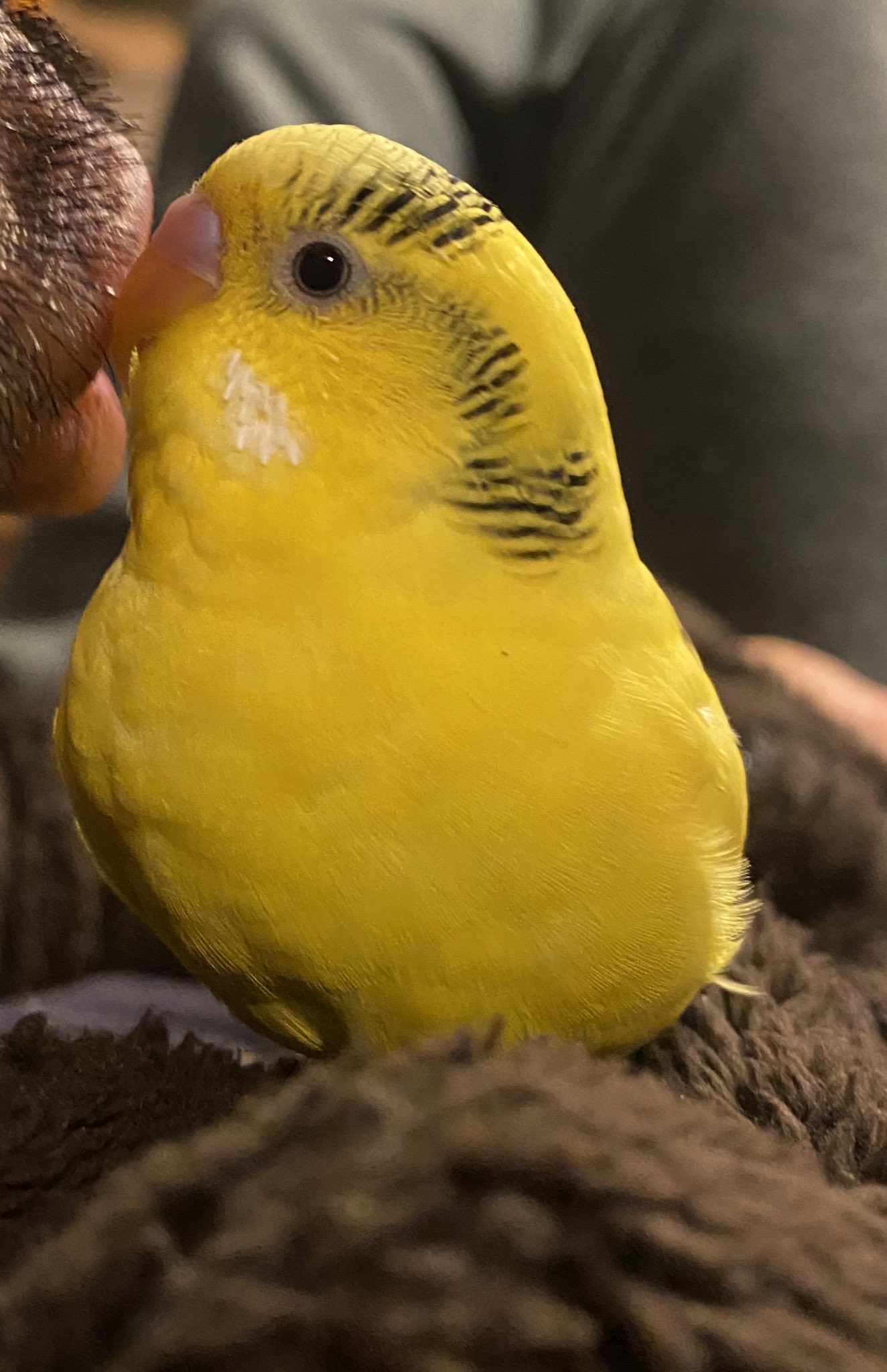 桃子 Pchanpineapple Twitter