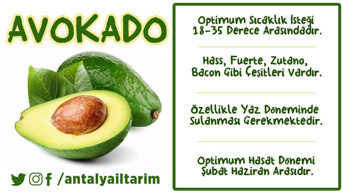 antalyailtarim's tweet photo. Antalya'nın #coğrafiişaretli tropik meyvesidir.
Kalorisi düşük #kalp dostu süper meyvedir. Avokado üretiminde Antalya Türkiye'de ilk sırada yer almaktadır.
#Avokado hakkında daha 
fazlası eğitim videomuzda 👇
https://t.co/qB7GjYrVVv

@VahitKirisci
@ersinyazici1
@gokhankaraca_ https://t.co/RCttADQwSZ