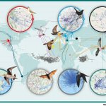 Photo by Migration Dept., Max Planck Inst. Animal Behavior (@animaltracking)