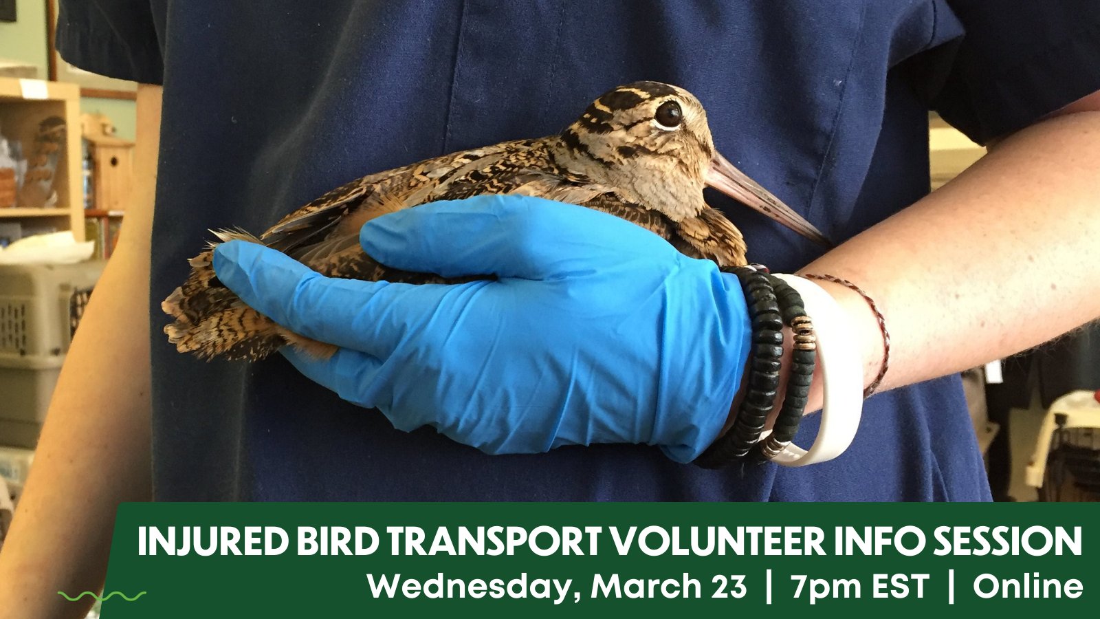 NYC Audubon on Twitter: NYC Audubon on Twitter: