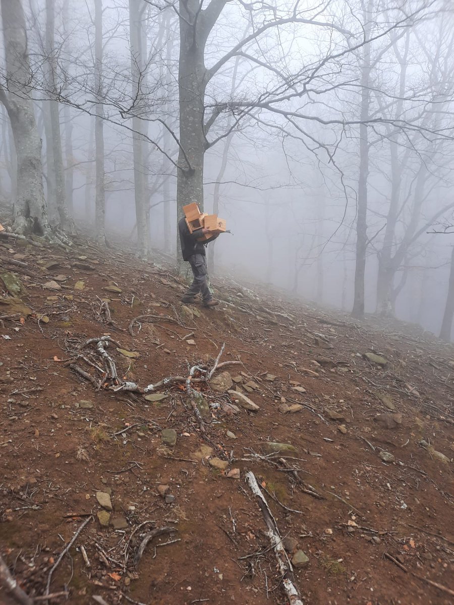 ProjecteLiro's tweet image. Avui els companys del #PNINAlbera han instal·lat noves estacions pel seguiment del liró gris #ProjecteLiro en aquest paratge natural @parcscat.

Una de les estacions es troba en una #roureda mixta i l&apos;altre en una #fageda🌳🌲 Esperem que les caixes siguin ocupades ben aviat 🐭🤞