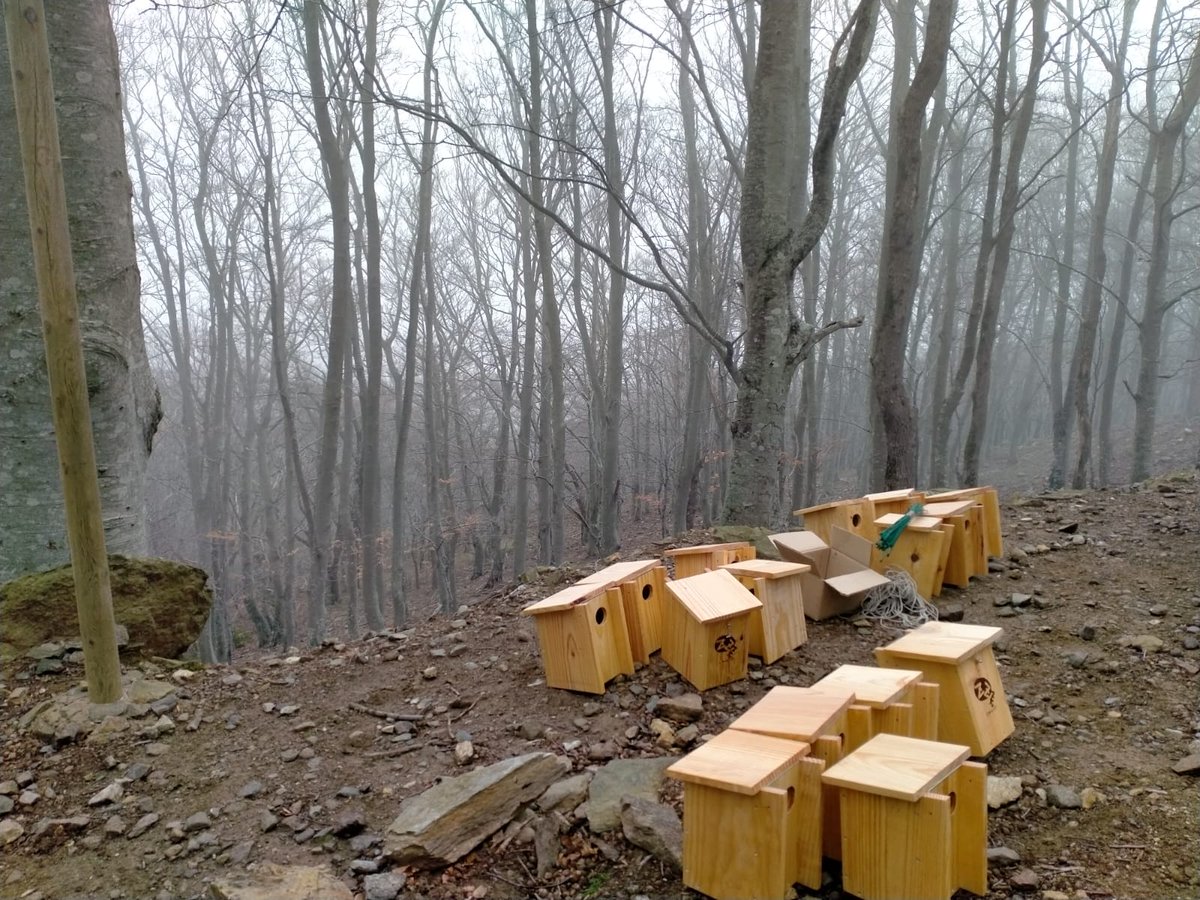 ProjecteLiro's tweet image. Avui els companys del #PNINAlbera han instal·lat noves estacions pel seguiment del liró gris #ProjecteLiro en aquest paratge natural @parcscat.

Una de les estacions es troba en una #roureda mixta i l&apos;altre en una #fageda🌳🌲 Esperem que les caixes siguin ocupades ben aviat 🐭🤞