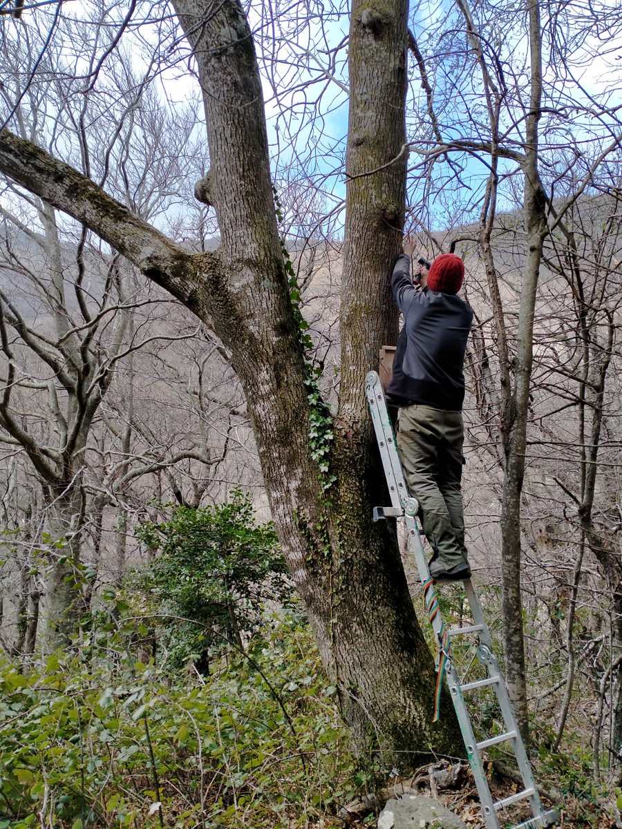 ProjecteLiro's tweet image. Avui els companys del #PNINAlbera han instal·lat noves estacions pel seguiment del liró gris #ProjecteLiro en aquest paratge natural @parcscat.

Una de les estacions es troba en una #roureda mixta i l&apos;altre en una #fageda🌳🌲 Esperem que les caixes siguin ocupades ben aviat 🐭🤞