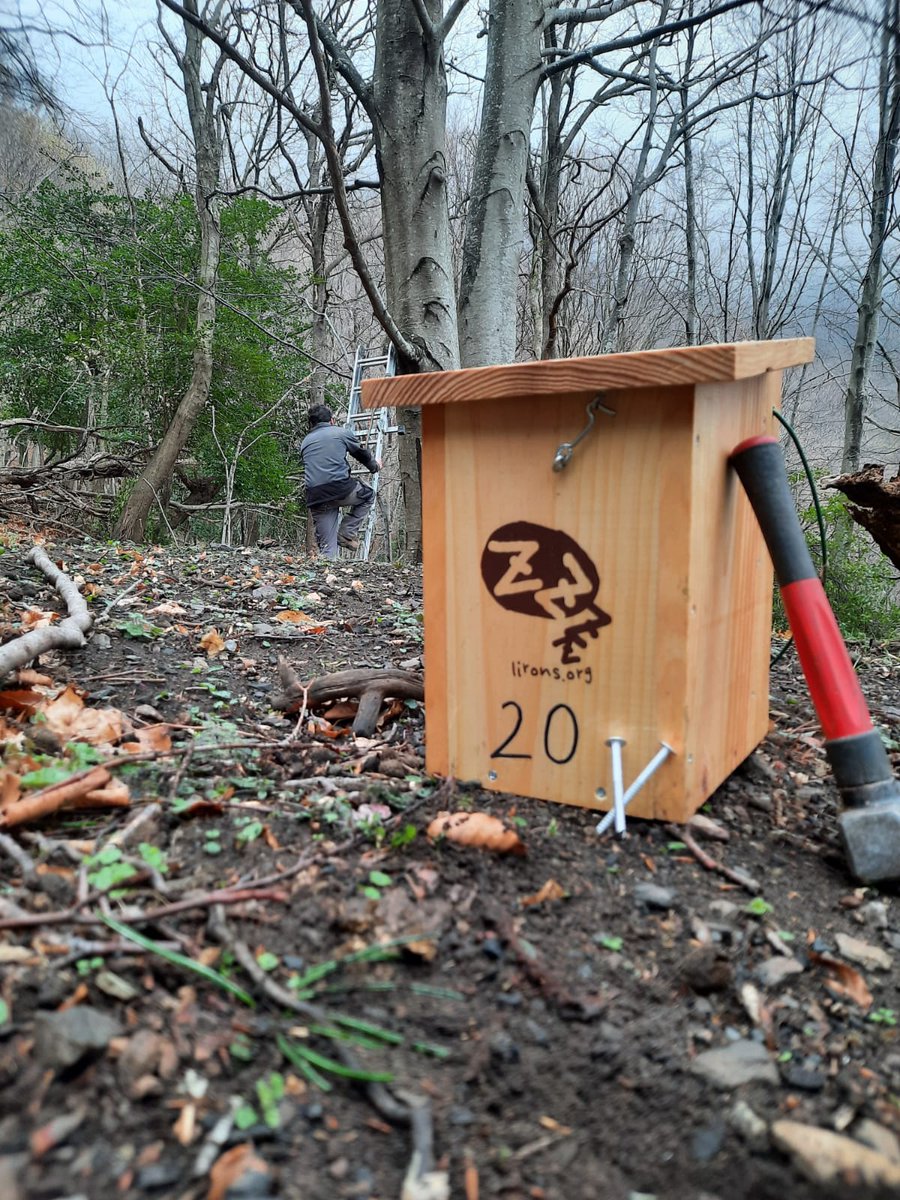 ProjecteLiro's tweet image. Avui els companys del #PNINAlbera han instal·lat noves estacions pel seguiment del liró gris #ProjecteLiro en aquest paratge natural @parcscat.

Una de les estacions es troba en una #roureda mixta i l&apos;altre en una #fageda🌳🌲 Esperem que les caixes siguin ocupades ben aviat 🐭🤞