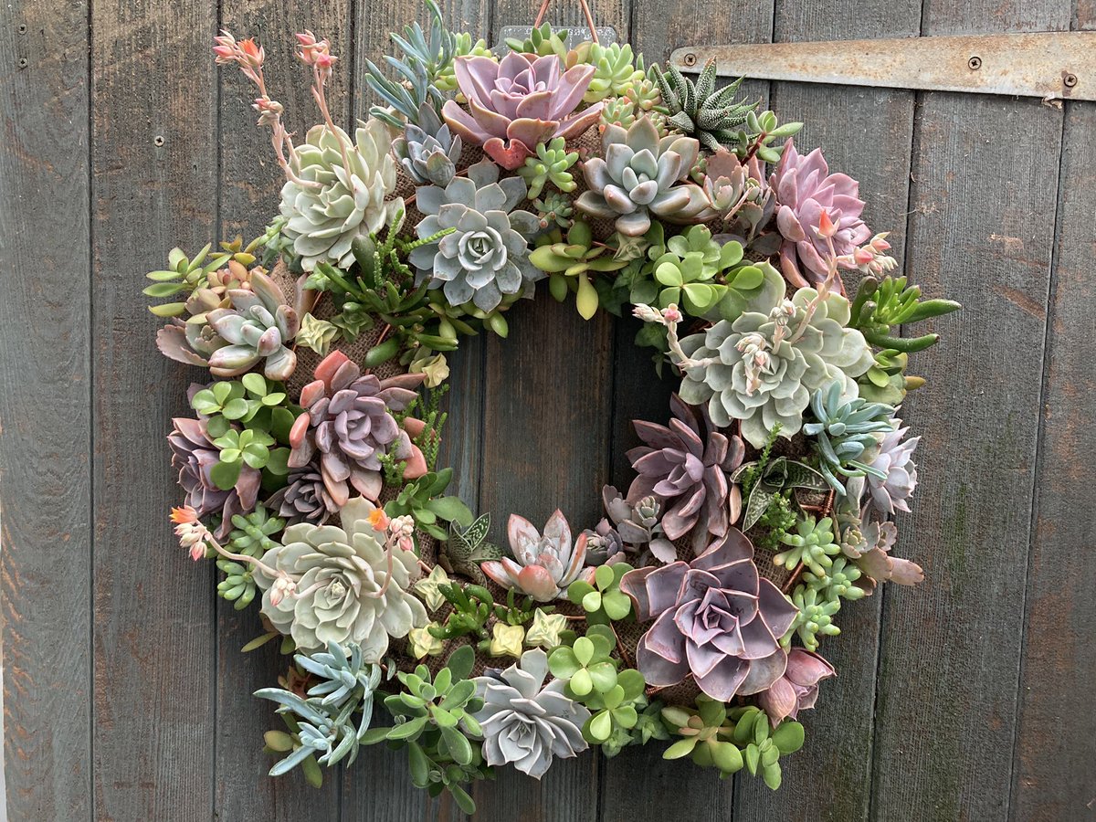 I want one of these living succulent wreaths on my front door. So pretty. #thelittlehanginggardencompany <a href="/gardenpresevent/">Garden Press Event</a> #lovegardening