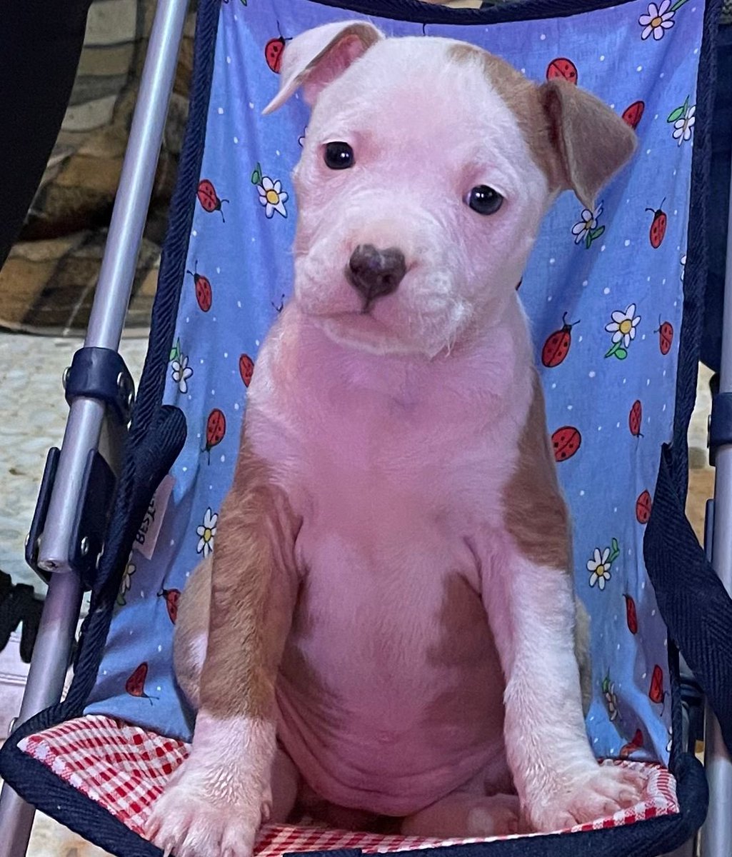 _ainhoareyes's tweet photo. Estos cachorritos están buscando casita 🥰🥺 
Agradecería difusión 🙏🏼 https://t.co/X43hCV3s1s