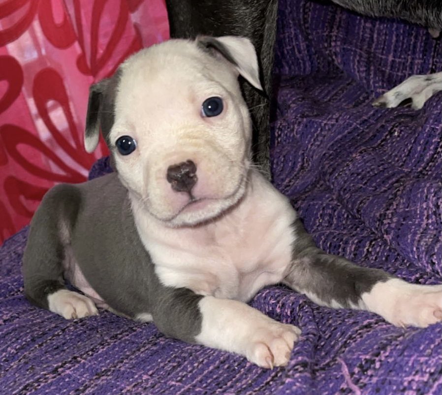 _ainhoareyes's tweet photo. Estos cachorritos están buscando casita 🥰🥺 
Agradecería difusión 🙏🏼 https://t.co/X43hCV3s1s
