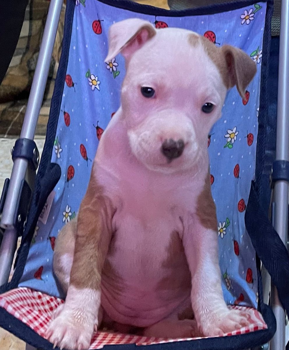 _ainhoareyes's tweet photo. Estos cachorritos están buscando casita 🥰🥺 
Agradecería difusión 🙏🏼 https://t.co/X43hCV3s1s