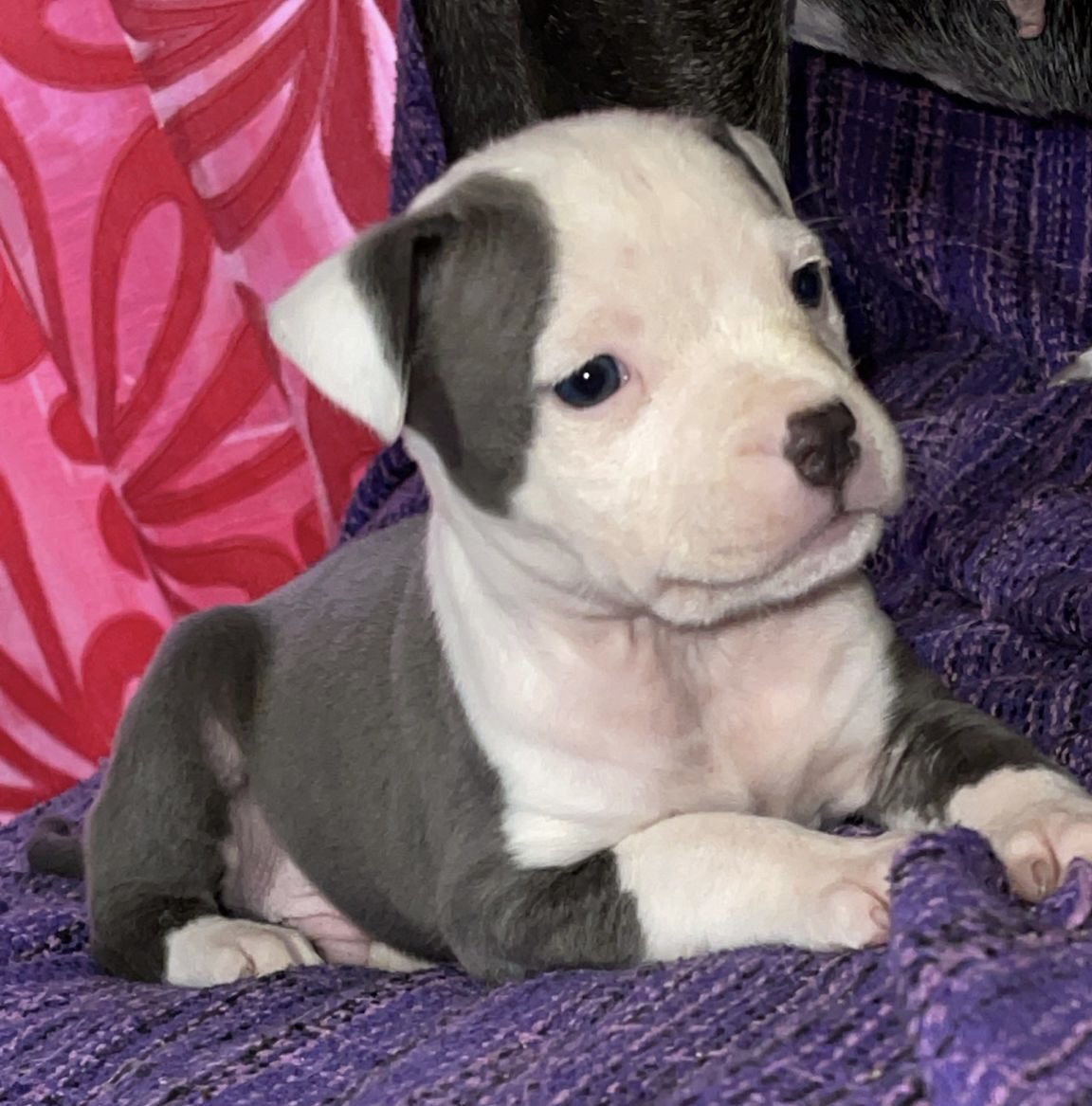 _ainhoareyes's tweet photo. Estos cachorritos están buscando casita 🥰🥺 
Agradecería difusión 🙏🏼 https://t.co/X43hCV3s1s