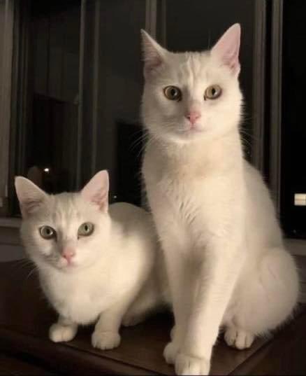 So many adorable animals up for adoption through our friends <a href="/rescueridge/">Rescue Ridge</a>! Check their website at rescueridge.com for more info on all of their adoptable animals and volunteer opportunities. #adoptdontshop #adoptables #adopt #rescueridge #newjersey #socialsidekick