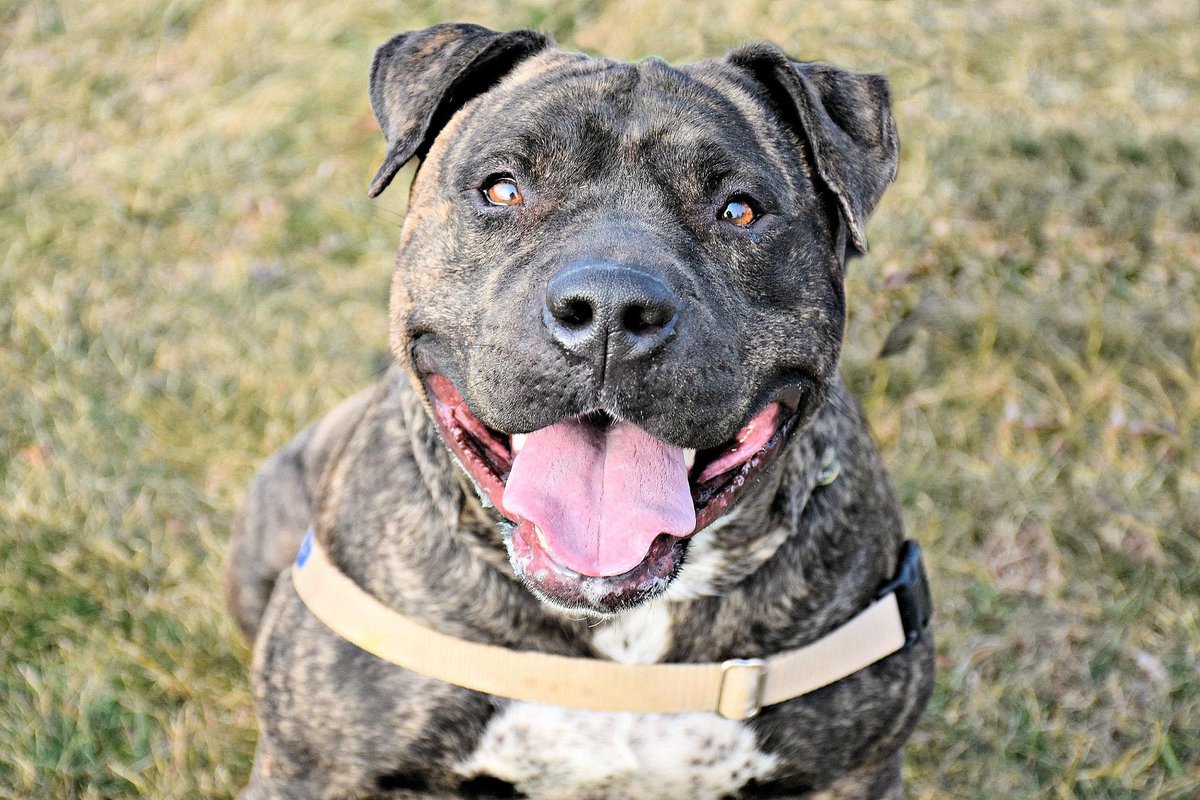 SocialSidekick2's tweet photo. So many adorable animals up for adoption through our friends @rescueridge! Check their website at https://t.co/dKJLNVa3Ec for more info on all of their adoptable animals and volunteer opportunities. #adoptdontshop #adoptables #adopt #rescueridge #newjersey #socialsidekick https://t.co/b2RIp9202Y