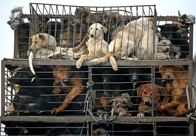 J9uPrYcb4ZfSYuU's tweet photo. #BanDogMeat https://t.co/paDjKEfora