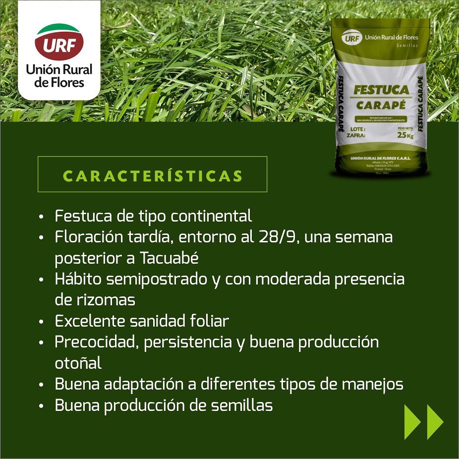 urf_cooperativa's tweet photo. ✅ Esta zafra empasturate con nuestra Festuca Carapé. Una festuca con calidad, precocidad y persistencia. 
¡Cada vez son más los productores empasturados!
EMPASTURATE con Unión Rural de Flores https://t.co/5gxN0aCsn5