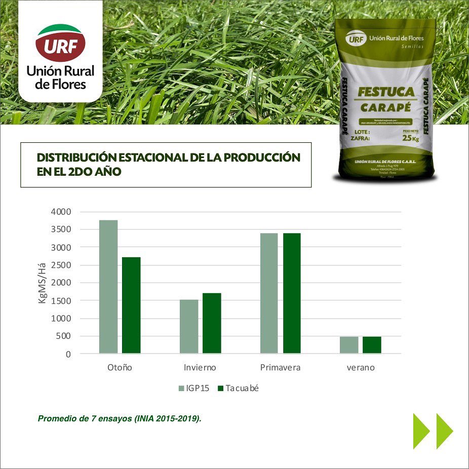 urf_cooperativa's tweet photo. ✅ Esta zafra empasturate con nuestra Festuca Carapé. Una festuca con calidad, precocidad y persistencia. 
¡Cada vez son más los productores empasturados!
EMPASTURATE con Unión Rural de Flores https://t.co/5gxN0aCsn5