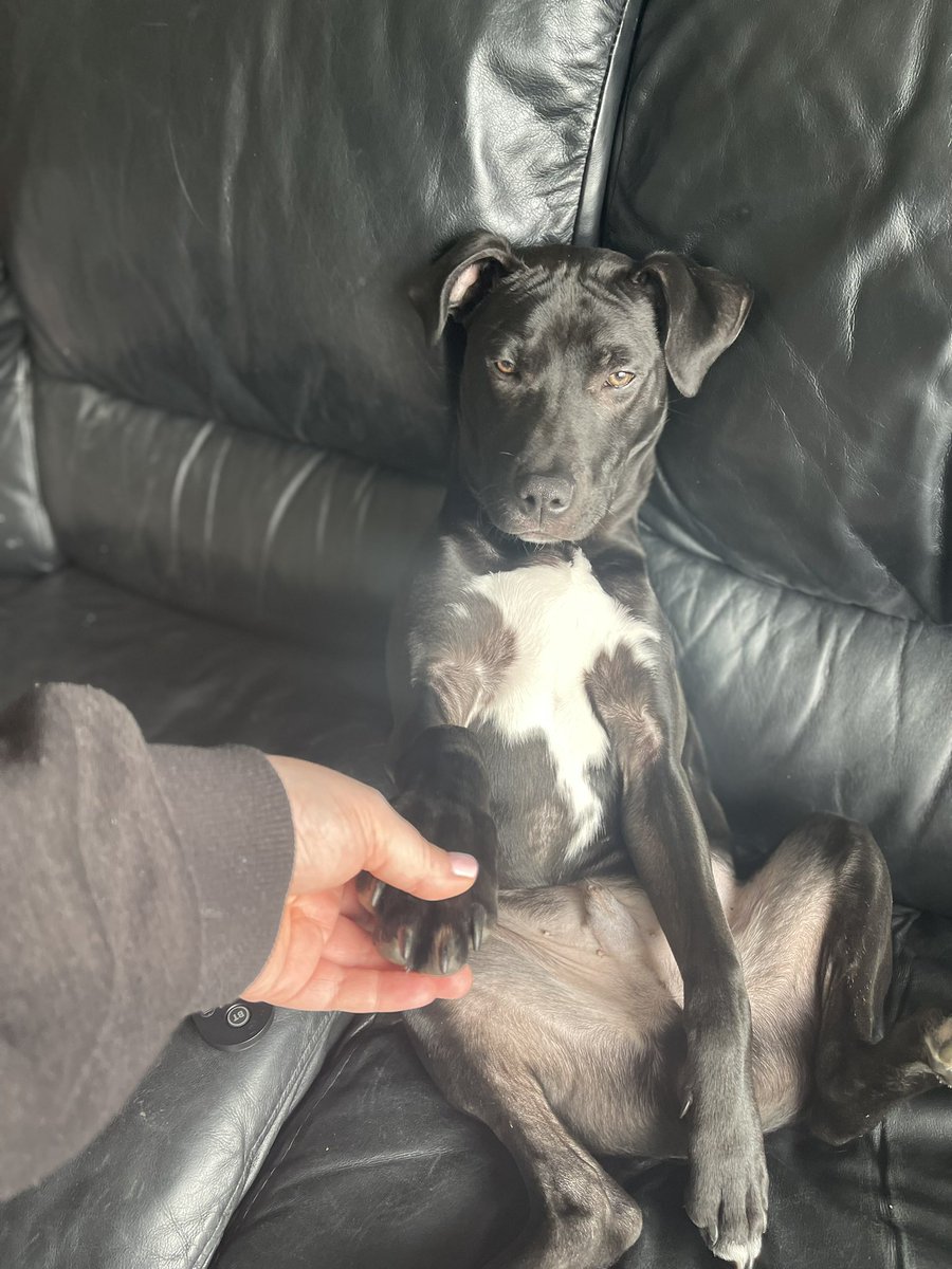 ALL ABOUT ACE🐶❤️ (@stace123xx) on Twitter photo 