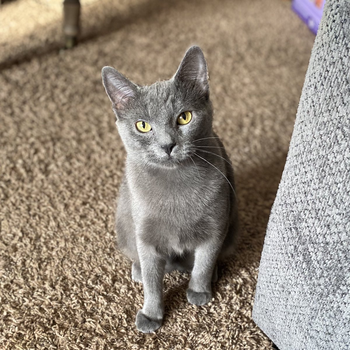 phunkyphashions's tweet photo. Sheβs so pretty. #eristheprincess #CatsOfTwitter #kittybaby #kittycat https://t.co/vLye8WVP43
