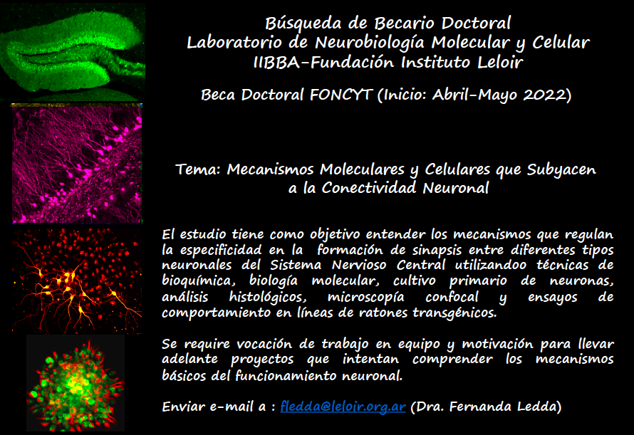 DelphiRomero's tweet photo. Buscamos estudiante para unirse al Laboratorio de Neurobiología Molecular y Celular, IIBBA-Fundación Instituto Leloir.
Se ofrece beca Doctoral Foncyt inicio Abril-Mayo 2022. Ver flyer con mas información abajo🔬🧬🧫😀. Enviar email a Dra Ledda: fledda@leloir.org.ar 
Please, RT! https://t.co/p3a6JtWv4r