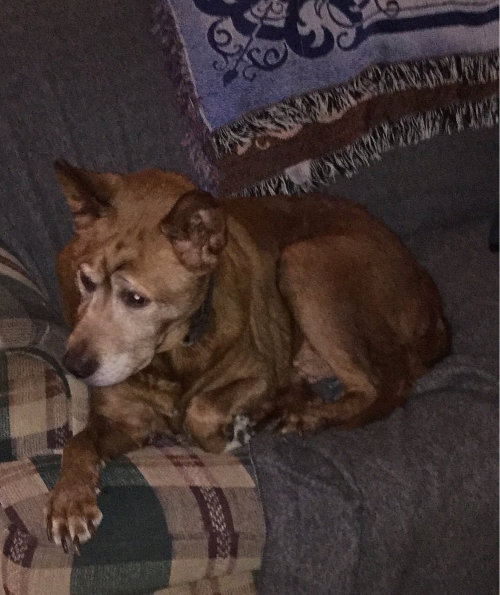 CodGodFlame's tweet image. Yesterday wasn’t a good day at all i had to put my cat Whiskers down but now he’s in heaven with my dog Bowser and when it’s my time to go to heaven I will see them again. 😃 😢