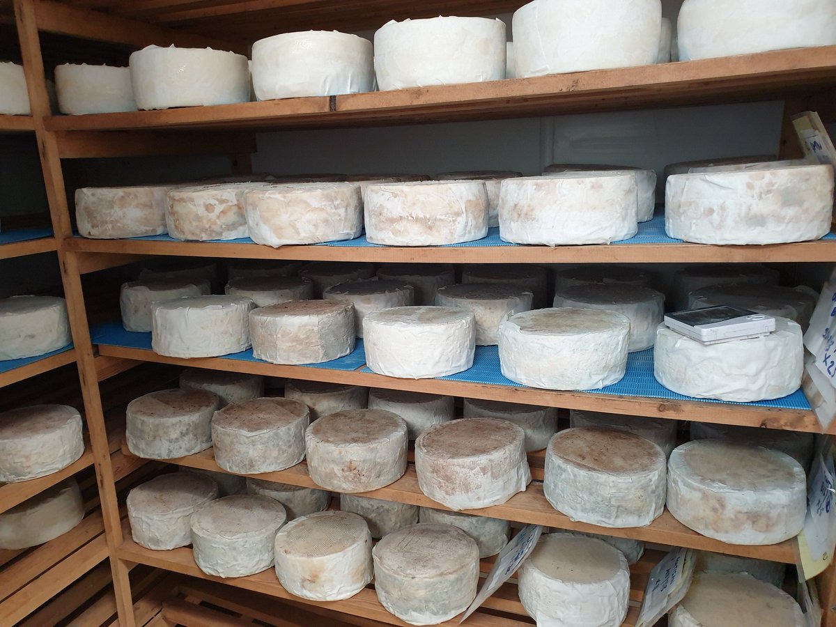 RibblesdaleC's tweet photo. Very happy and content #Goatisans now that they have plenty of new companions and my smiling permission to have a big 'welcome new cheeses' induction party this weekend. Am still, after all these years trying to wrangle myself an invite. https://t.co/E3c0yeqb1v