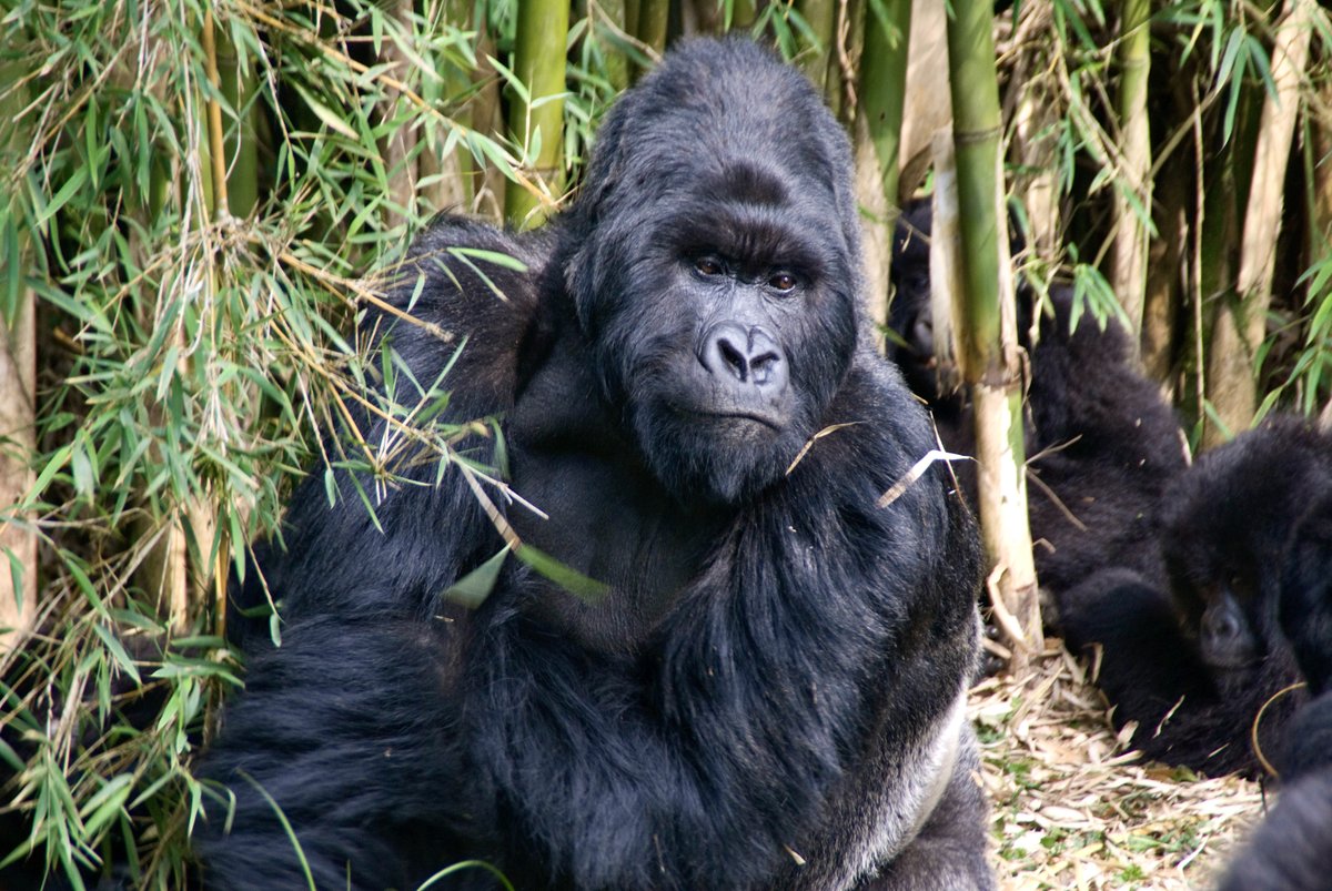 Ellen DeGeneres, gorillas, and a rare conservation success story. Check out the new Travel That Matters episode with Dian Fossey Gorilla Fund CEO Dr. Tara Stoinski to hear all about it! <a href="/SavingGorillas/">Dian Fossey Gorilla Fund</a> @travelwithbruce link.chtbl.com/ttm