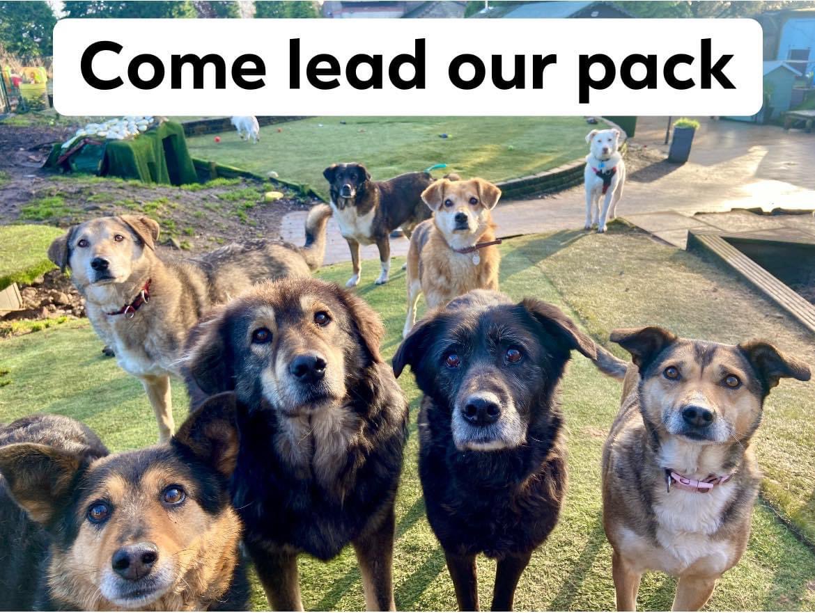 Dogs4Rescue's tweet photo. HELP! We’re still looking for an inspirational leader 🤩 We can't move on to the new site until we find the right person. Do you know them? Are you that person? If not could you RT for us? It’s an incredible opportunity for someone who wants to be part of…
#dogsoftwitter https://t.co/wddyZDIlEH