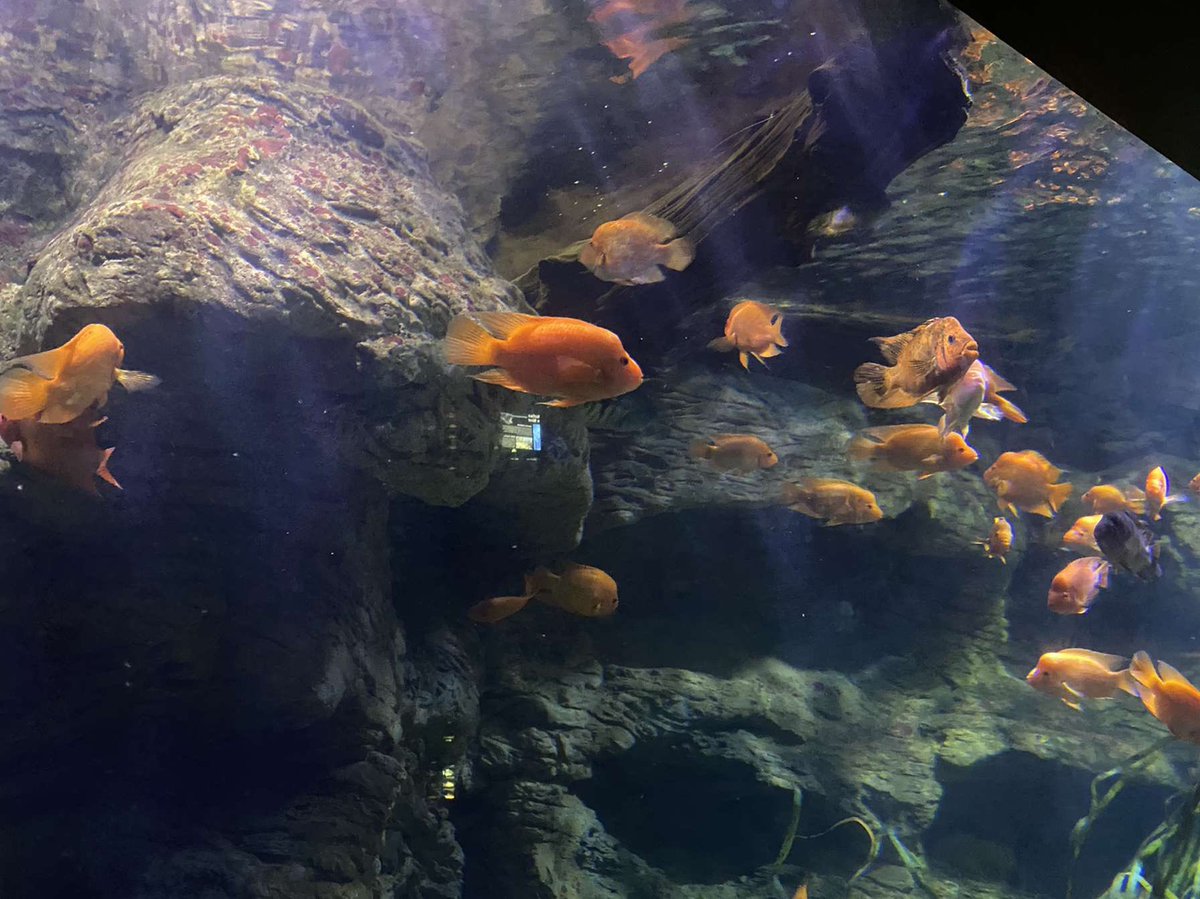 ratingorange tweet picture