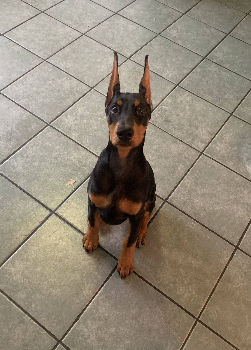 THES00THSAYER's tweet photo. @outer_cosmo I've got a dog.. https://t.co/MflAJOIkfN