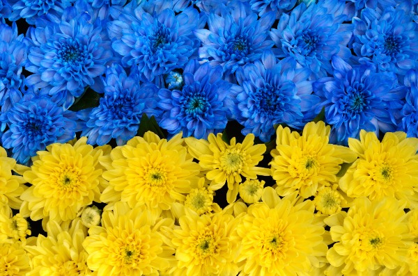 Royal FloraHolland organiseert aanstaande maandag, 14 maart, een benefietveiling voor Giro555. Doet u mee?  royalfloraholland.com/nieuws-2022/we…