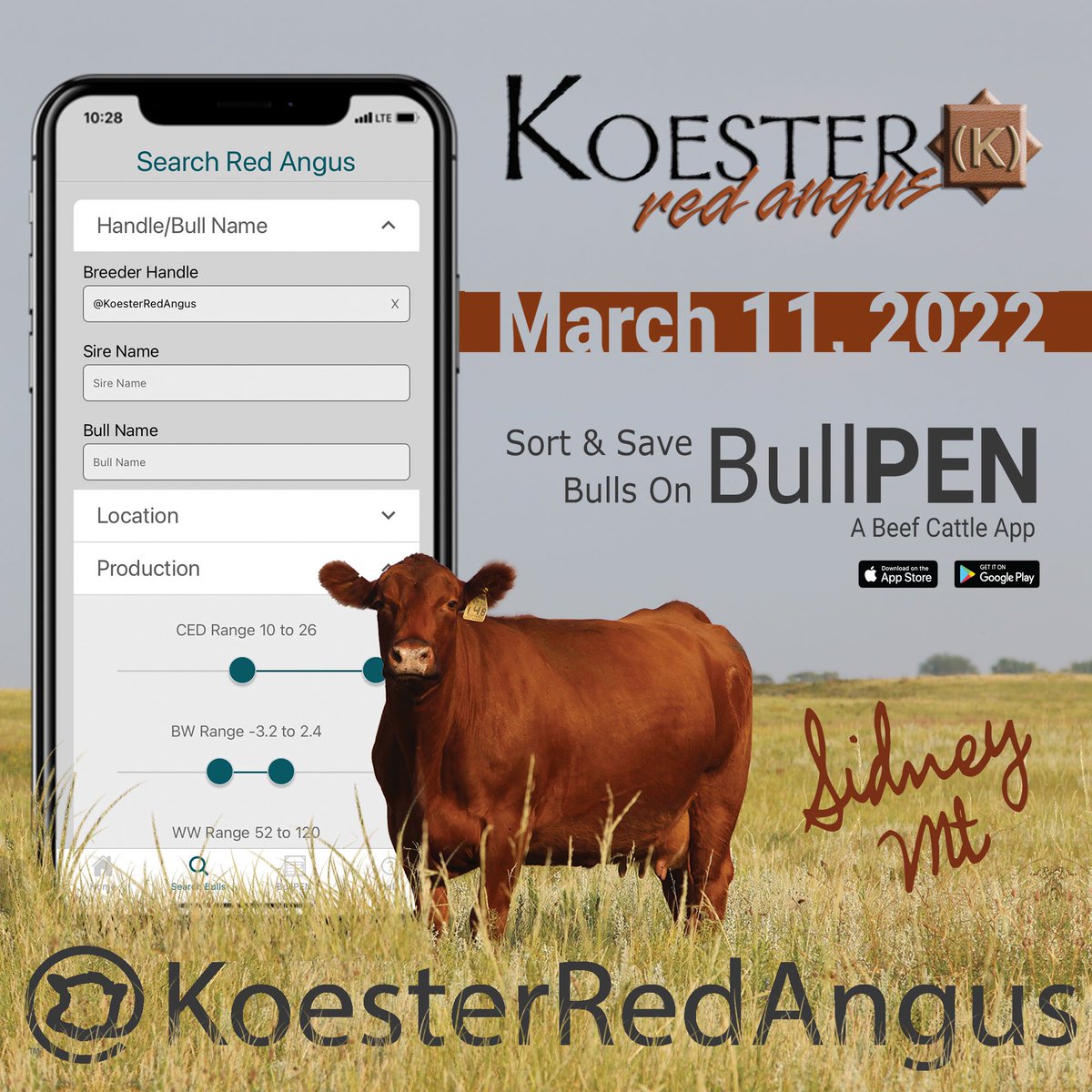 getpenned's tweet photo. Koester Red Angus bulls sell 3-11-22
Age advantaged bulls that maintain their body condition throughout breeding season along with steady growth &amp;  @topdollarangus genetics!  Get BullPEN at https://t.co/OSec4ZsMxn https://t.co/lb4VjVVdye