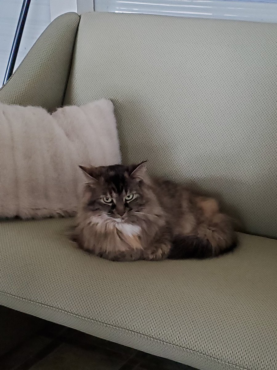 StaceyDowe's tweet photo. @AvrilLe28857236 @maplesswonder @CatWome96887351 

Good morning Auntie. Thank you for the love and hugs. I am not sure if CatWomen mentioned that Daddy is  not feeling good since December he has had numerous minor procedures and 2 serious in the hospital. again your love and hugs means a lot. I am worried https://t.co/91gyTUYnMR