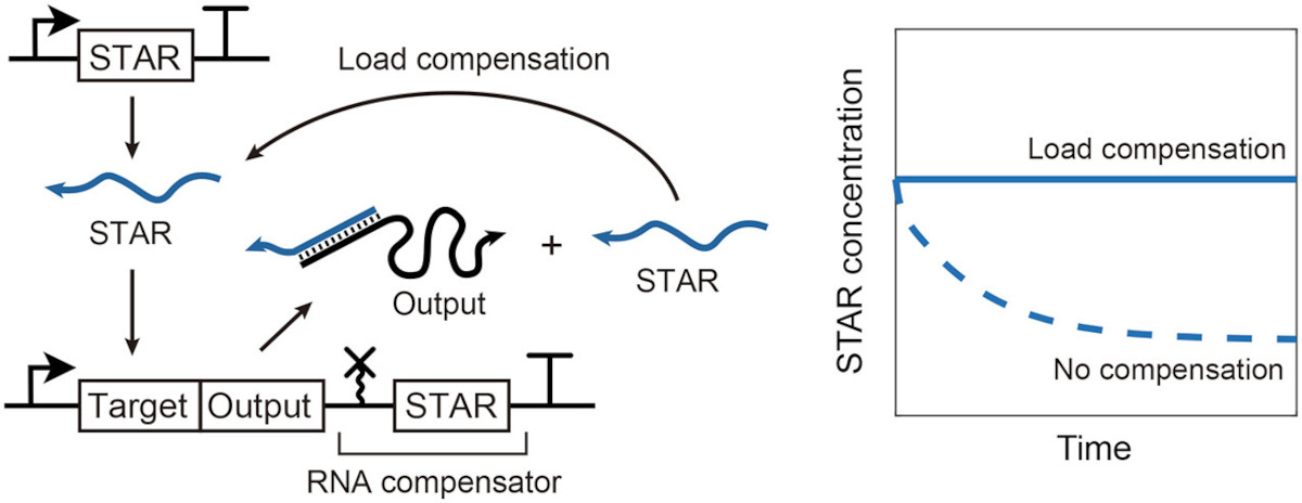 Coupling of circuits often results in consumption of the signal, limiting long-term operation. @FrancoLabUCLA, Chappell and colleagues <a href="/RiceUniversity/">Rice University</a> <a href="/UCLA/">UCLA</a> propose a new positive-feedback strategy "RNA compensation" to account for this problem.

pubs.acs.org/doi/10.1021/ac…