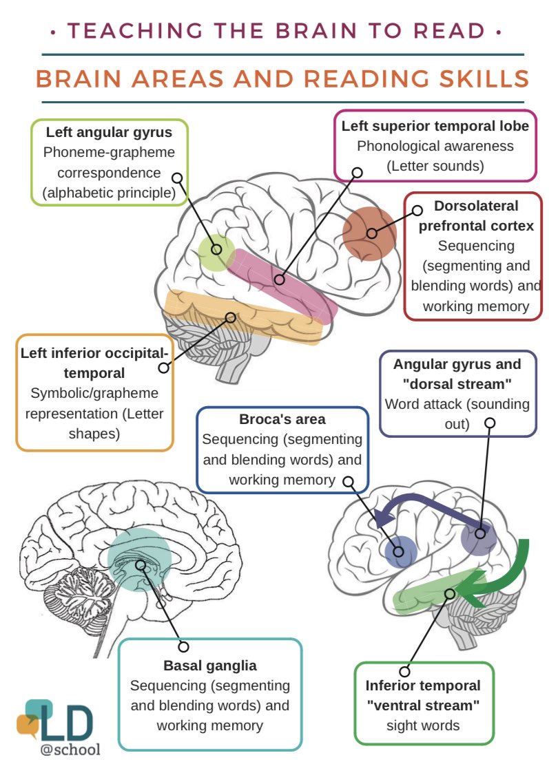 psychedupnorth's tweet photo. Brains don’t have a “reading section”. Several parts work together to allow us to carry out this recent human invention. This is why reading challenges can look different but all of our brains need to do the same thing when we read a phonetic language. https://t.co/EvBsLhBfyj https://t.co/2u3qUlM2JH