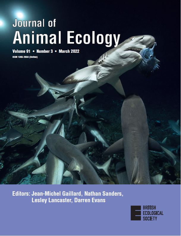 AnimalEcology's tweet photo. A #GreyReefShark catches a blue unicorn fish. Rarely hunting during the day, these sharks are active at night. A new model predicts the best time of day for ectothermic marine predators to hunt, based on differences between predator &amp; prey body temperature https://t.co/jL8j7YEaiq https://t.co/3u7HJsFbP4
