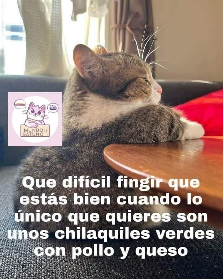 Clausenfv's tweet photo. Con un bolillo 🥺🥺🥺 https://t.co/KgILYf2ZHH