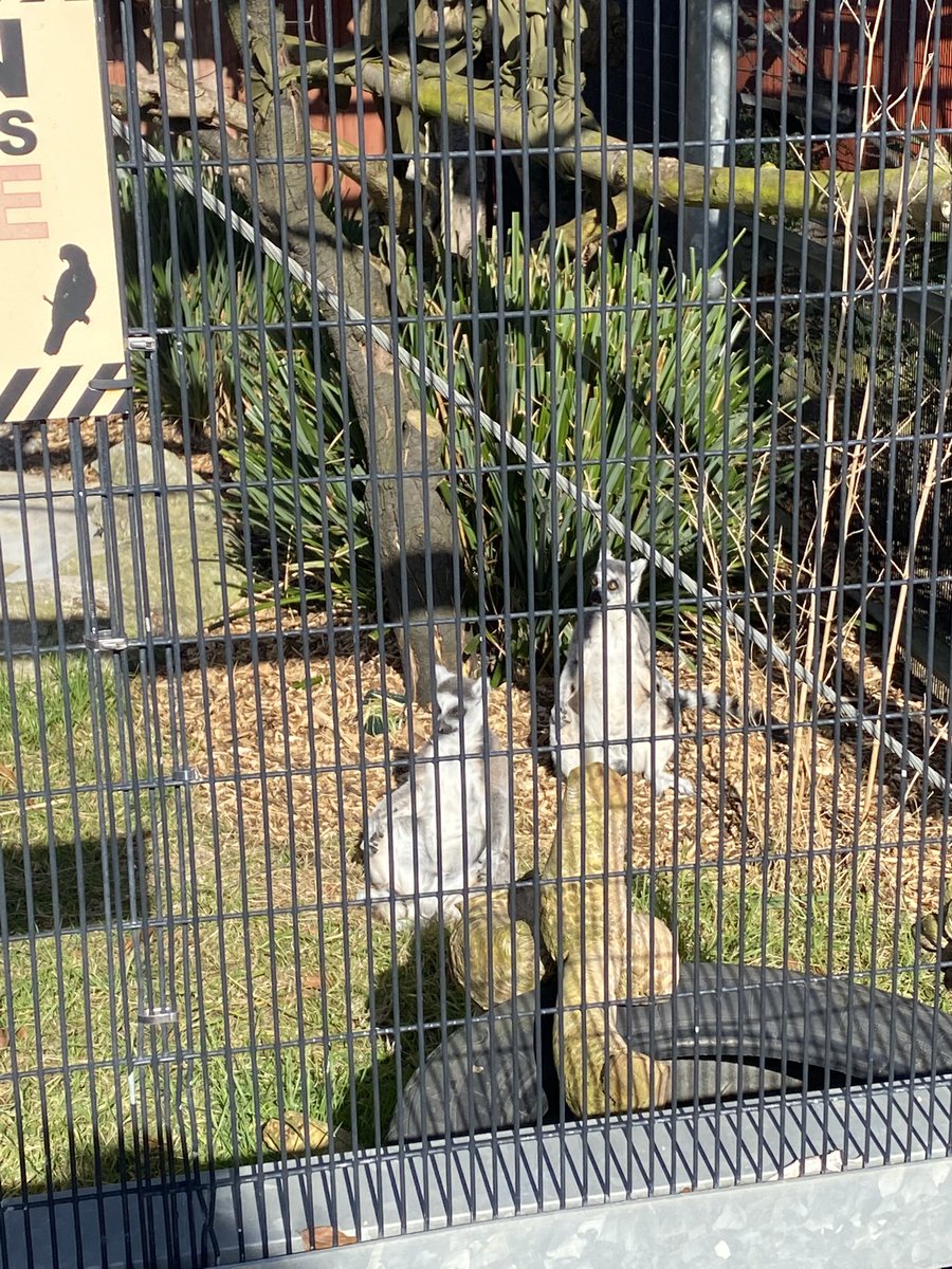 BeechHighlands's tweet photo. We loved seeing the animals. Some of us used our science knowledge to classify them… we all knew the lemur was a mammal because it had fur! https://t.co/62cDsSZMn5