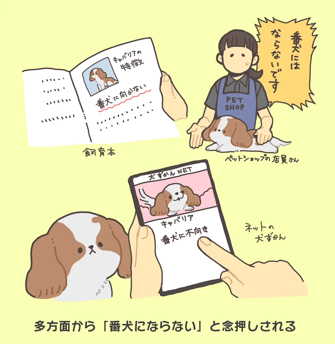 キャバリアの特徴は？とりあえず番犬には向いていないwww