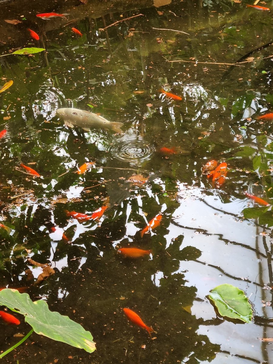 OneKayleigh's tweet photo. Lovely day out at Amazon World π¦π¦
#IsleofWight #amazonworld https://t.co/YiUrwOgg7H