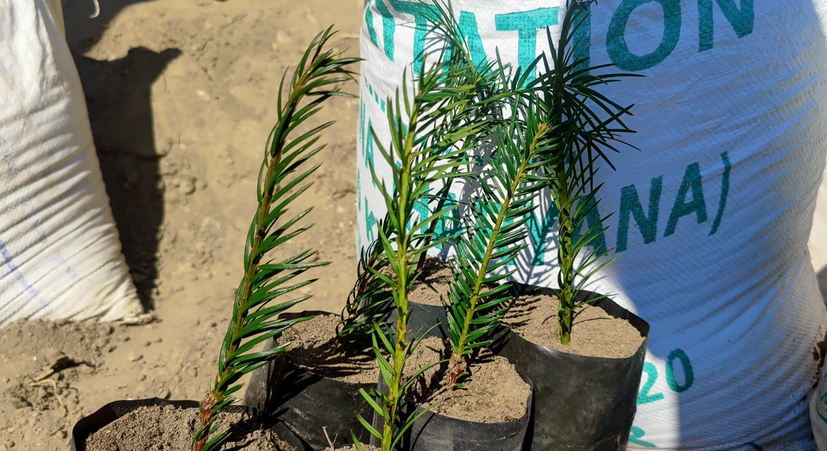 aishwaryarajifs's tweet photo. Propagation techniques training of 'Taxus concorta'(Himalayan Yew) conducted at our #Forest Nursery, including stem-cutting, air-layering &amp; wiring. 
Taxol, an anti-cancer drug is derived from this medicinal plant that shall be raised for plantation. #ethanobotany #himachal https://t.co/lbtLyx4nER
