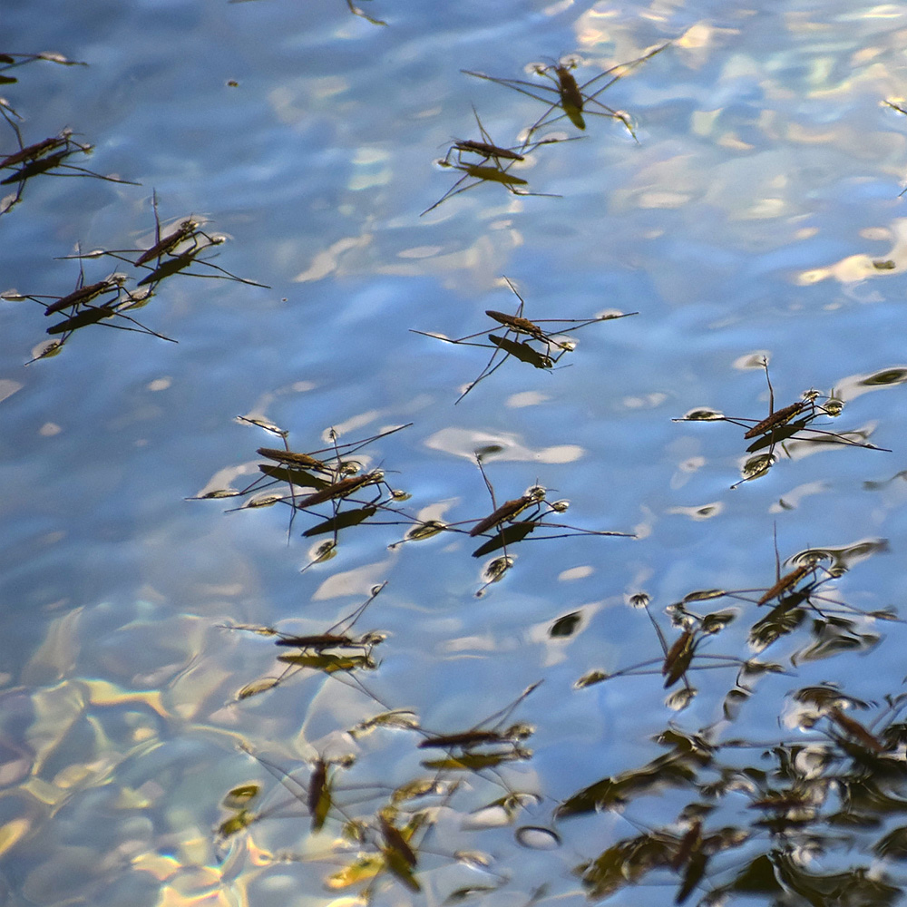 We're recruiting two Programme Officers for Science Support!

These new hires will engage targeted communities to mobilize data and maximize its relevance and fitness for use across priority thematic areas of research.

Deadline: 18 April 2022
Details: gbif.org/news/43O2JkDh0…